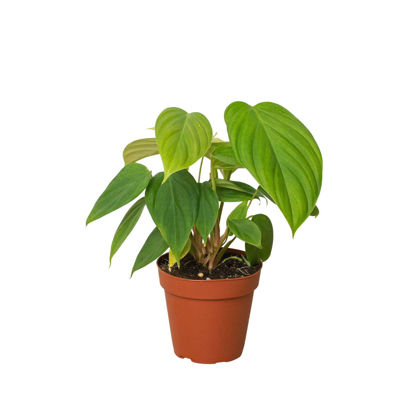 Philodendron 'Fuzzy Petiole'-6" Pot