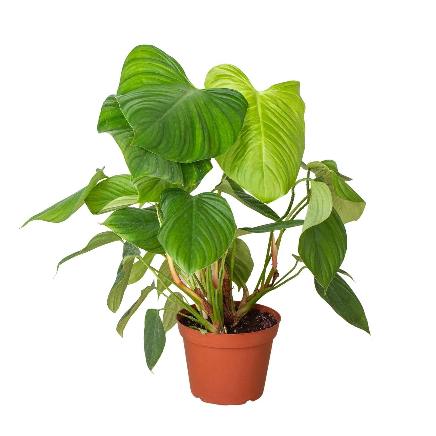 Philodendron 'Fuzzy Petiole'-6" Pot