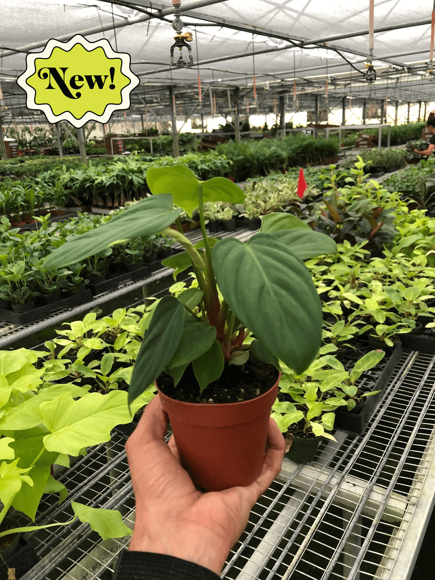 Philodendron 'Fuzzy Petiole'-6" Pot