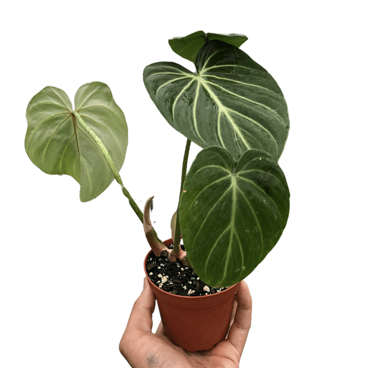 Philodendron Gloriosum-6" Pot