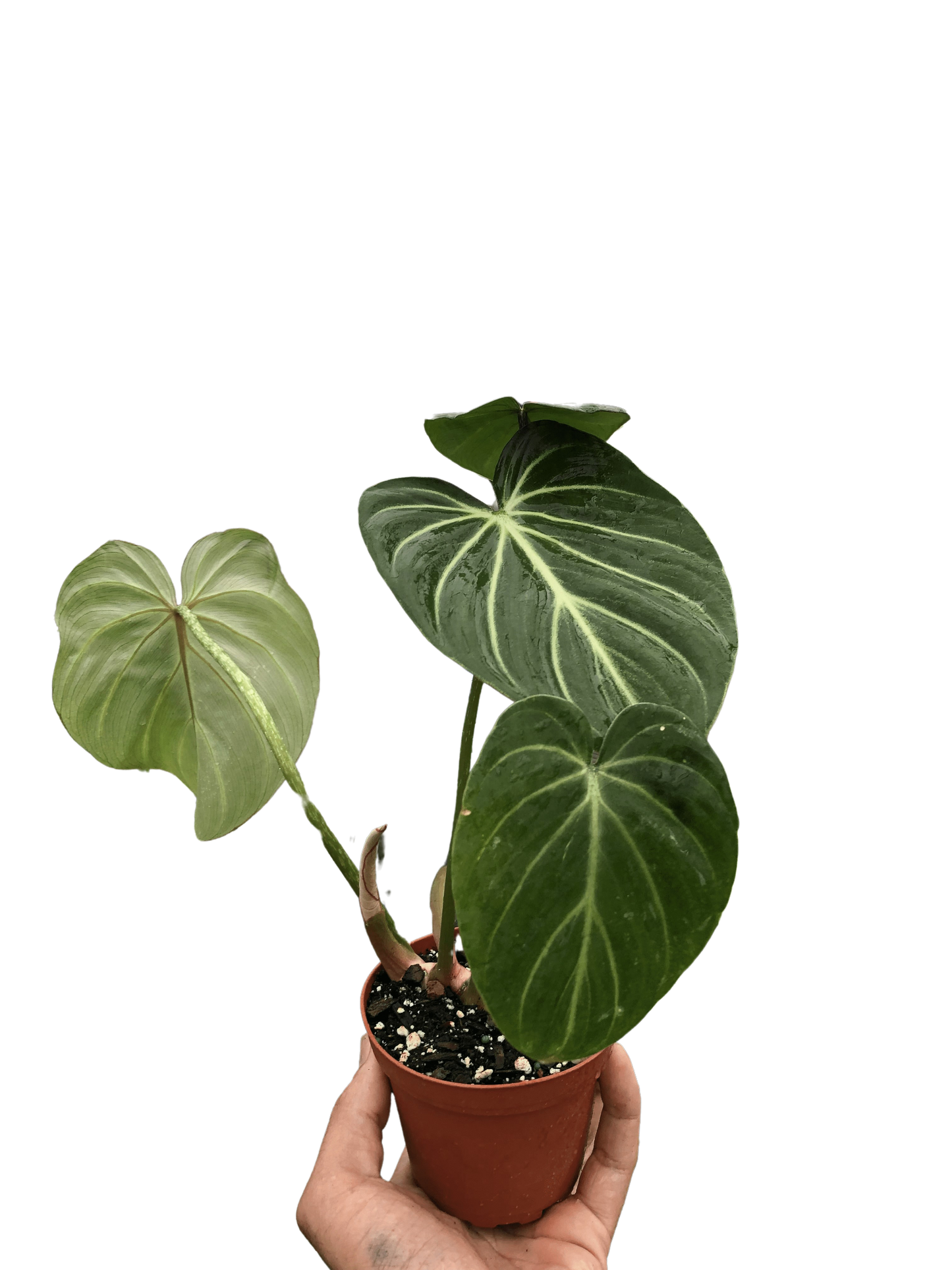 Philodendron Gloriosum-6" Pot