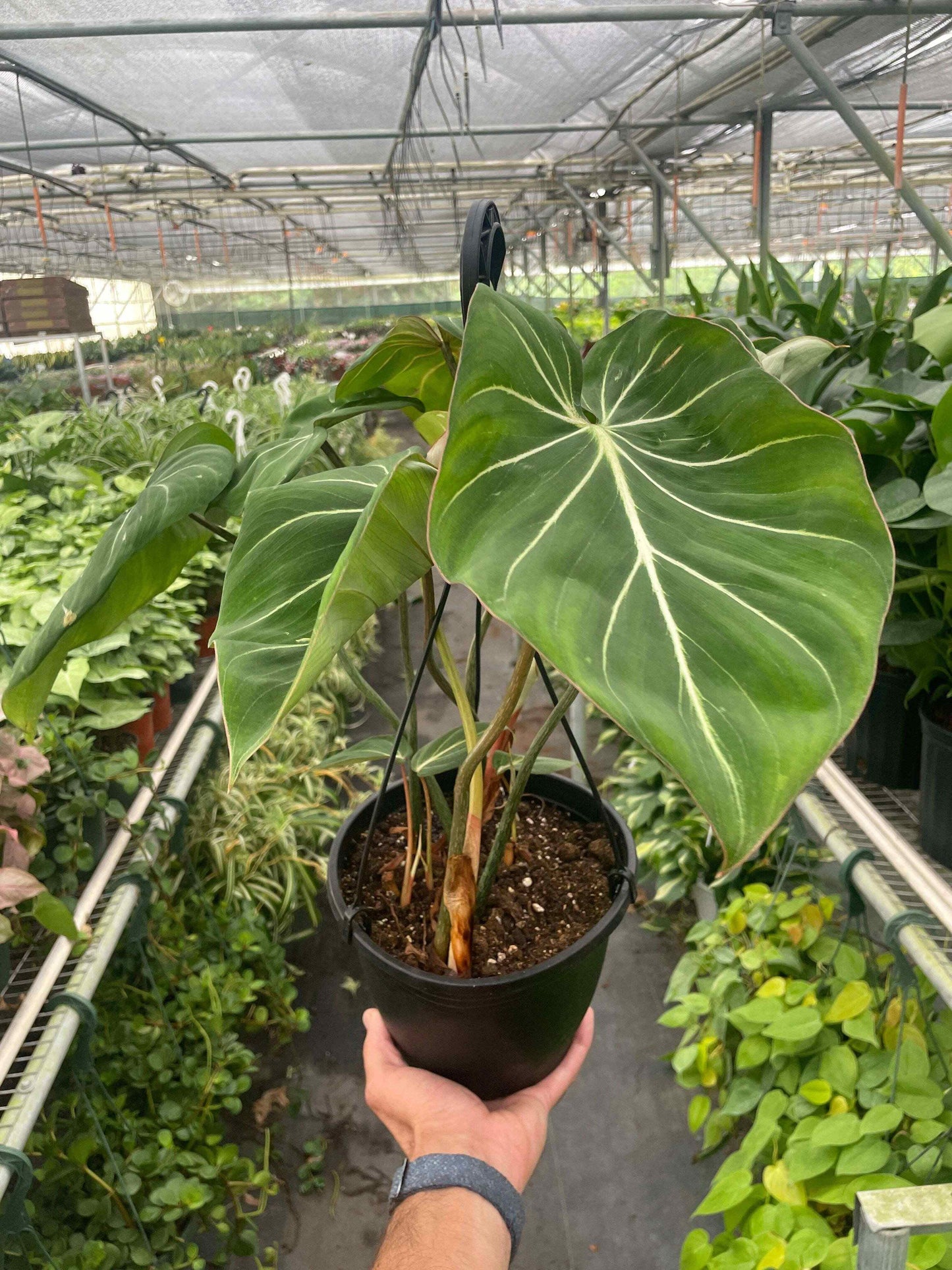 Philodendron Gloriosum-6" Pot