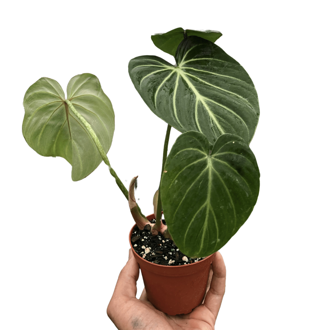 Philodendron Gloriosum-6" Pot