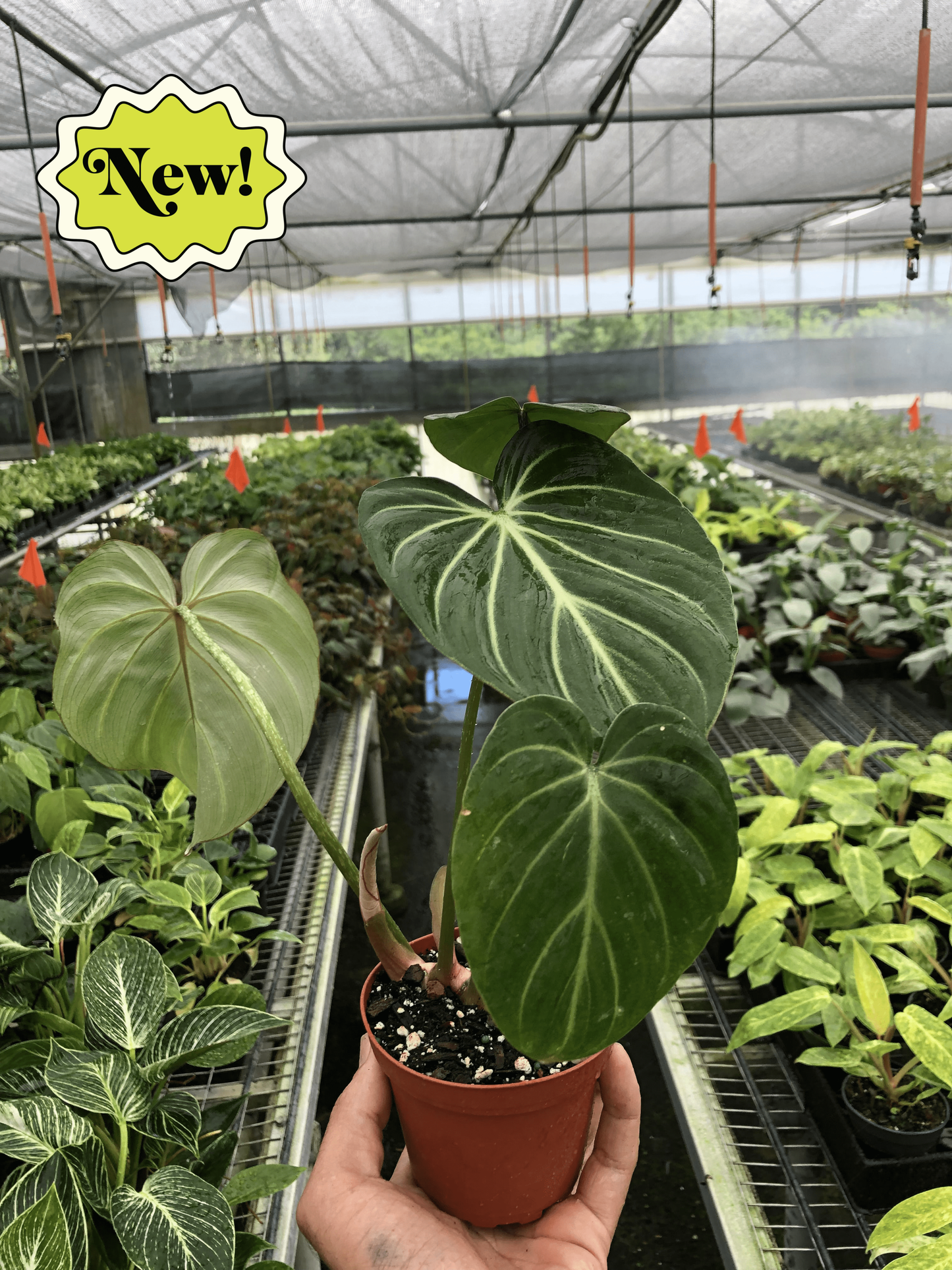 Philodendron Gloriosum-6" Pot