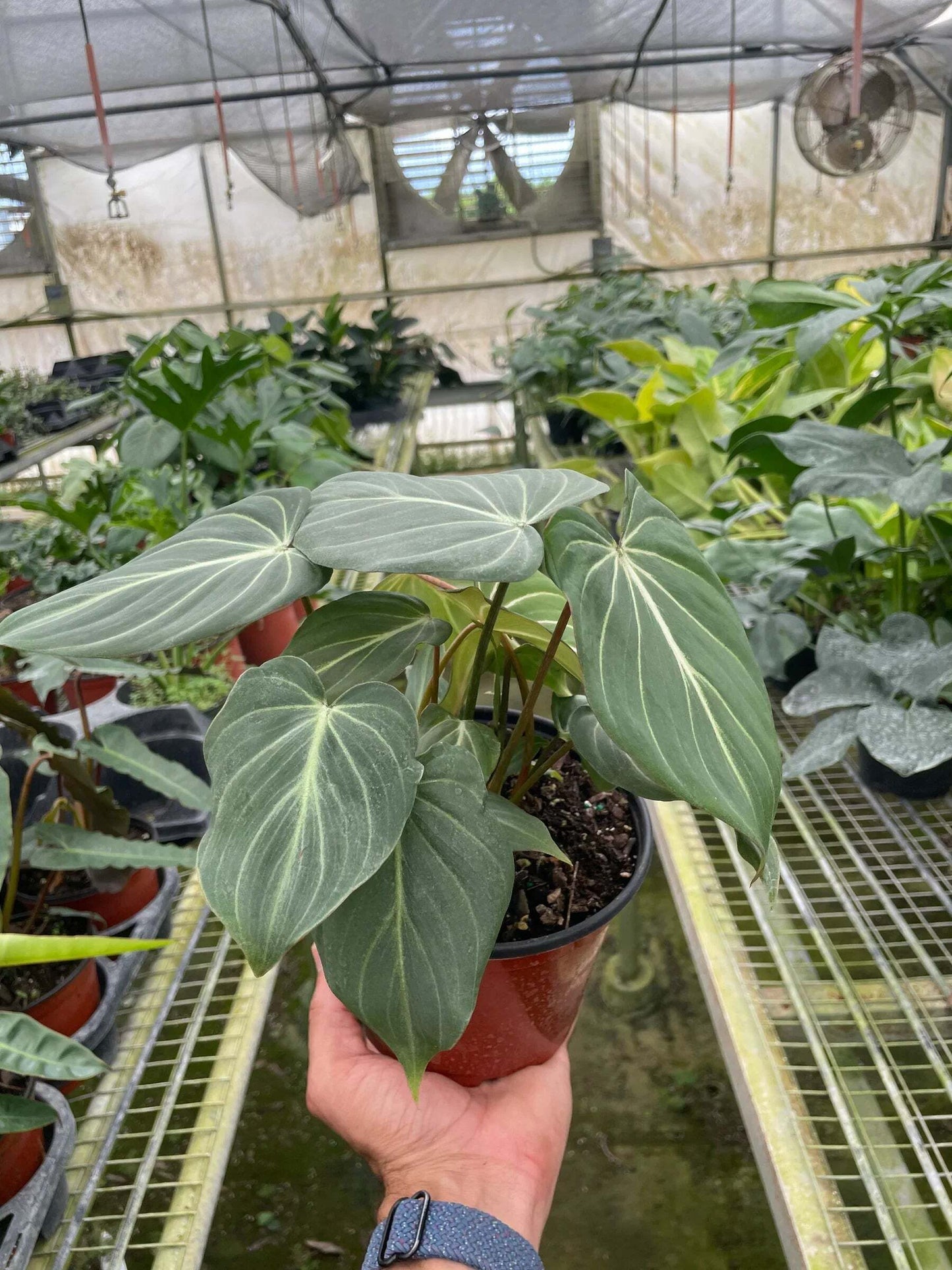 Philodendron Gloriosum-6" Pot