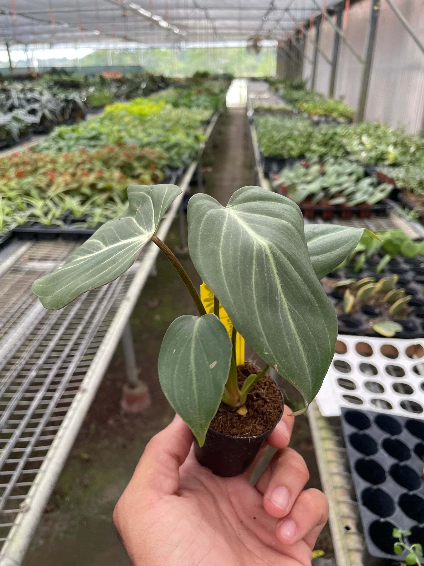 Philodendron Gloriosum-6" Pot