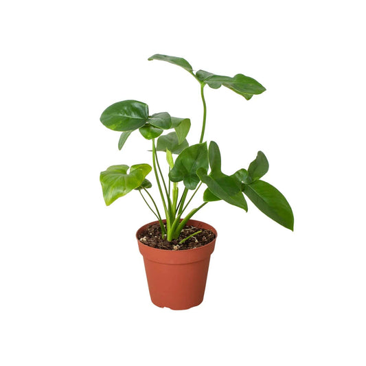 Philodendron 'Goeldii'-6" Pot