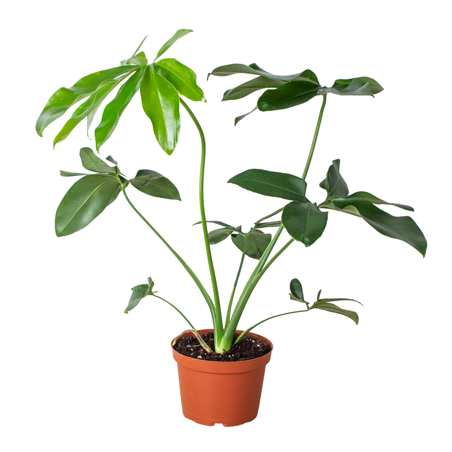 Philodendron 'Goeldii'-6" Pot