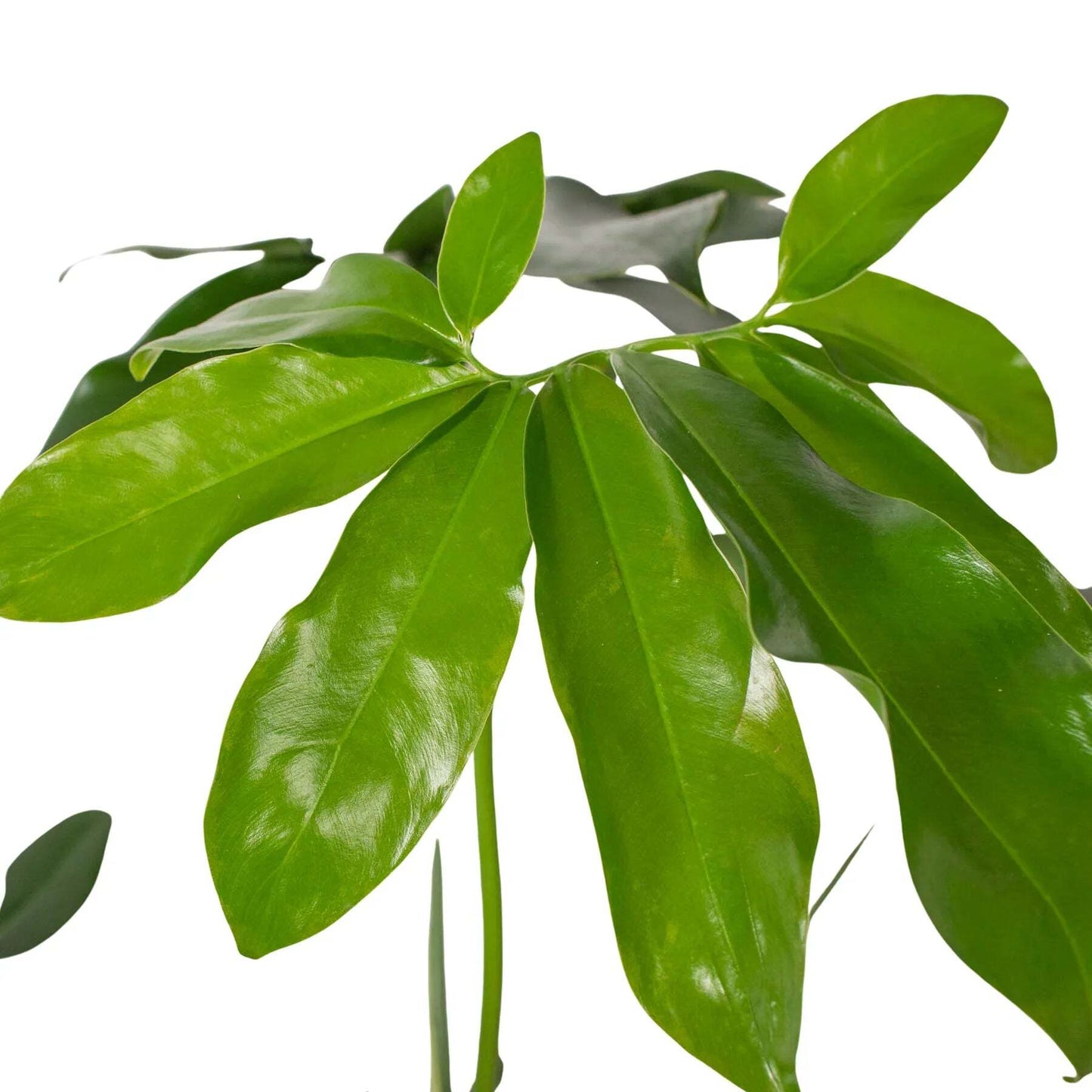 Philodendron 'Goeldii'-6" Pot