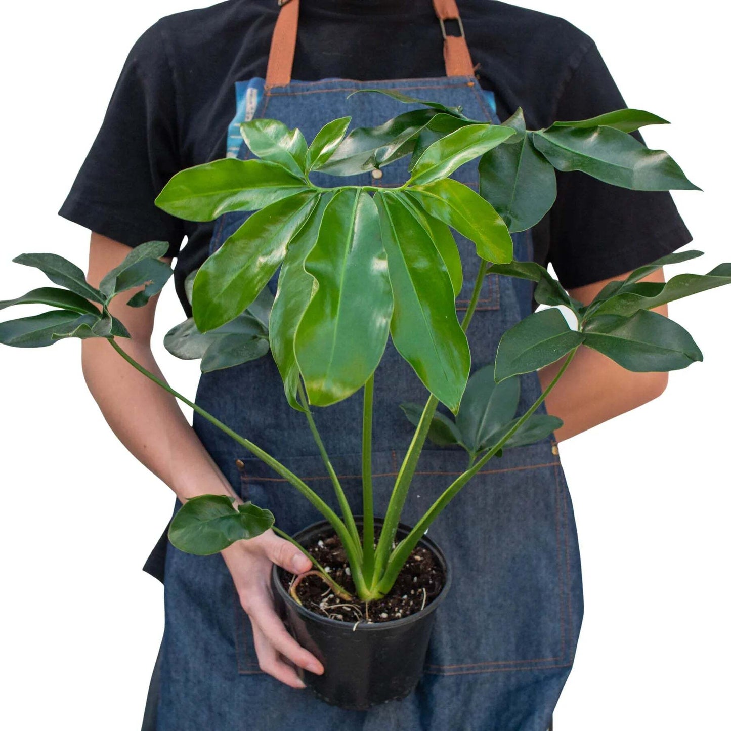 Philodendron 'Goeldii'-6" Pot