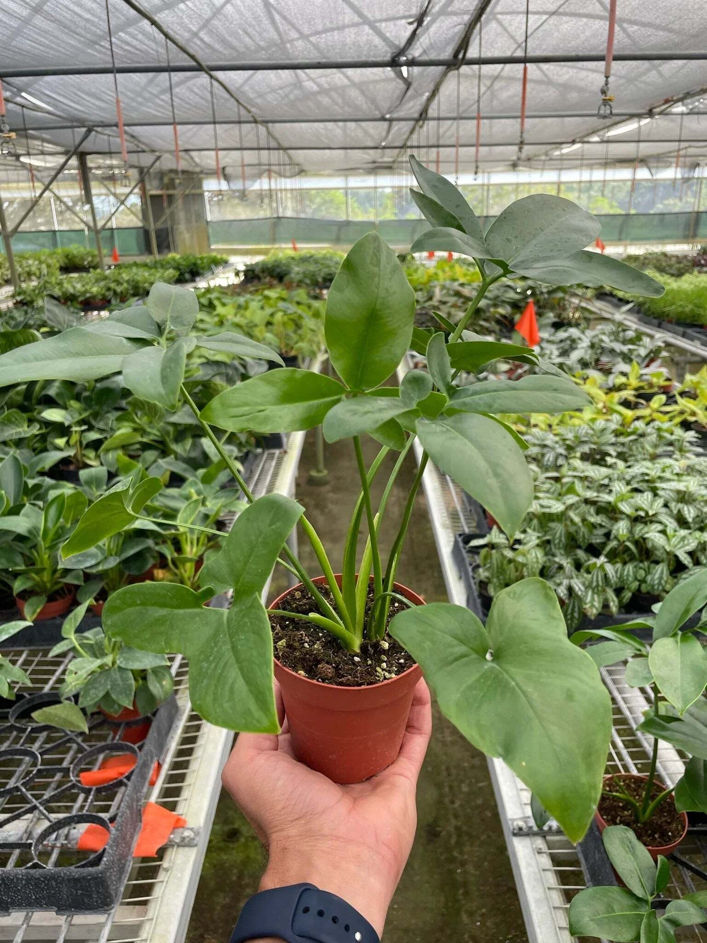 Philodendron 'Goeldii'-6" Pot