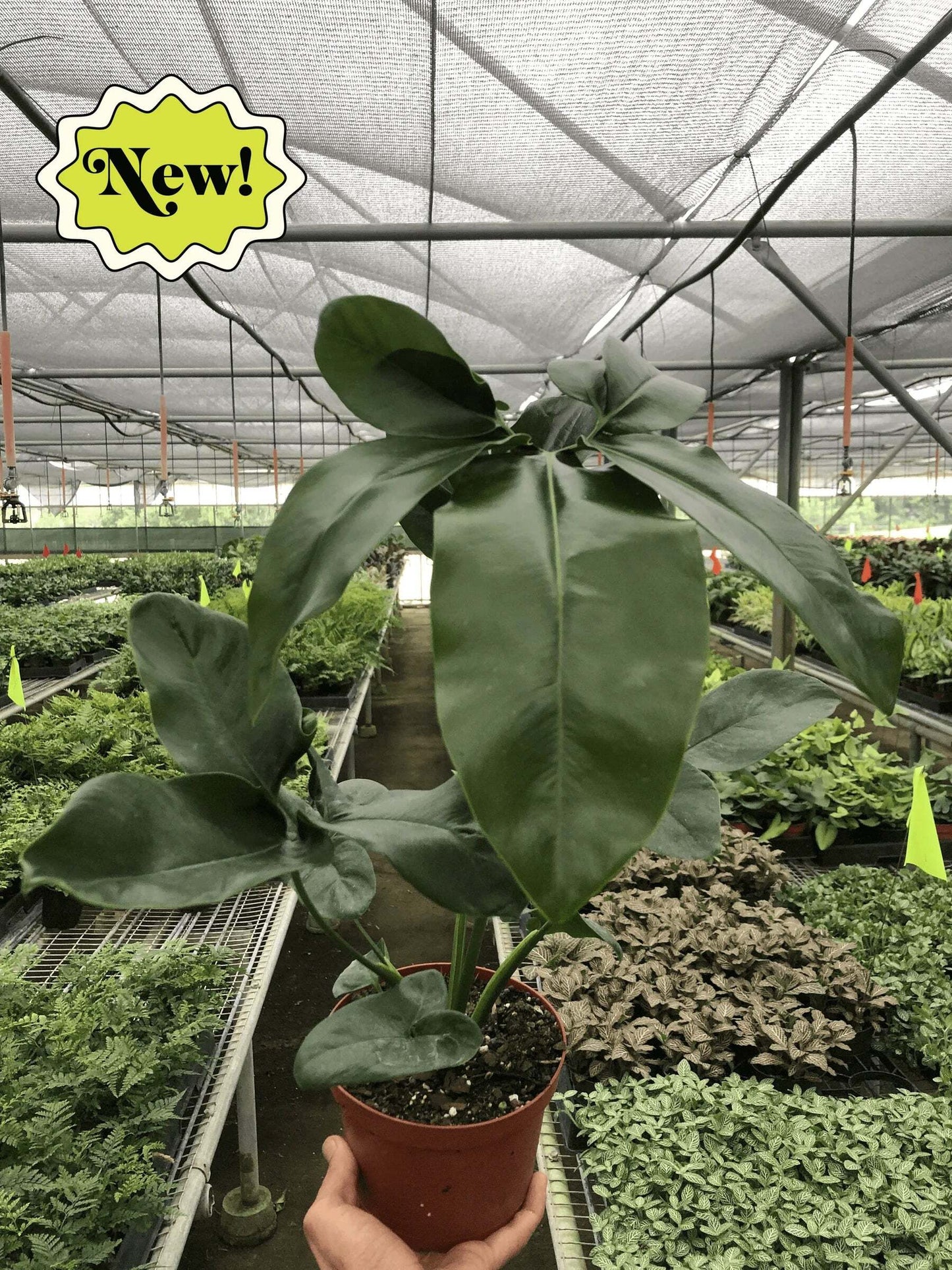 Philodendron 'Goeldii'-6" Pot