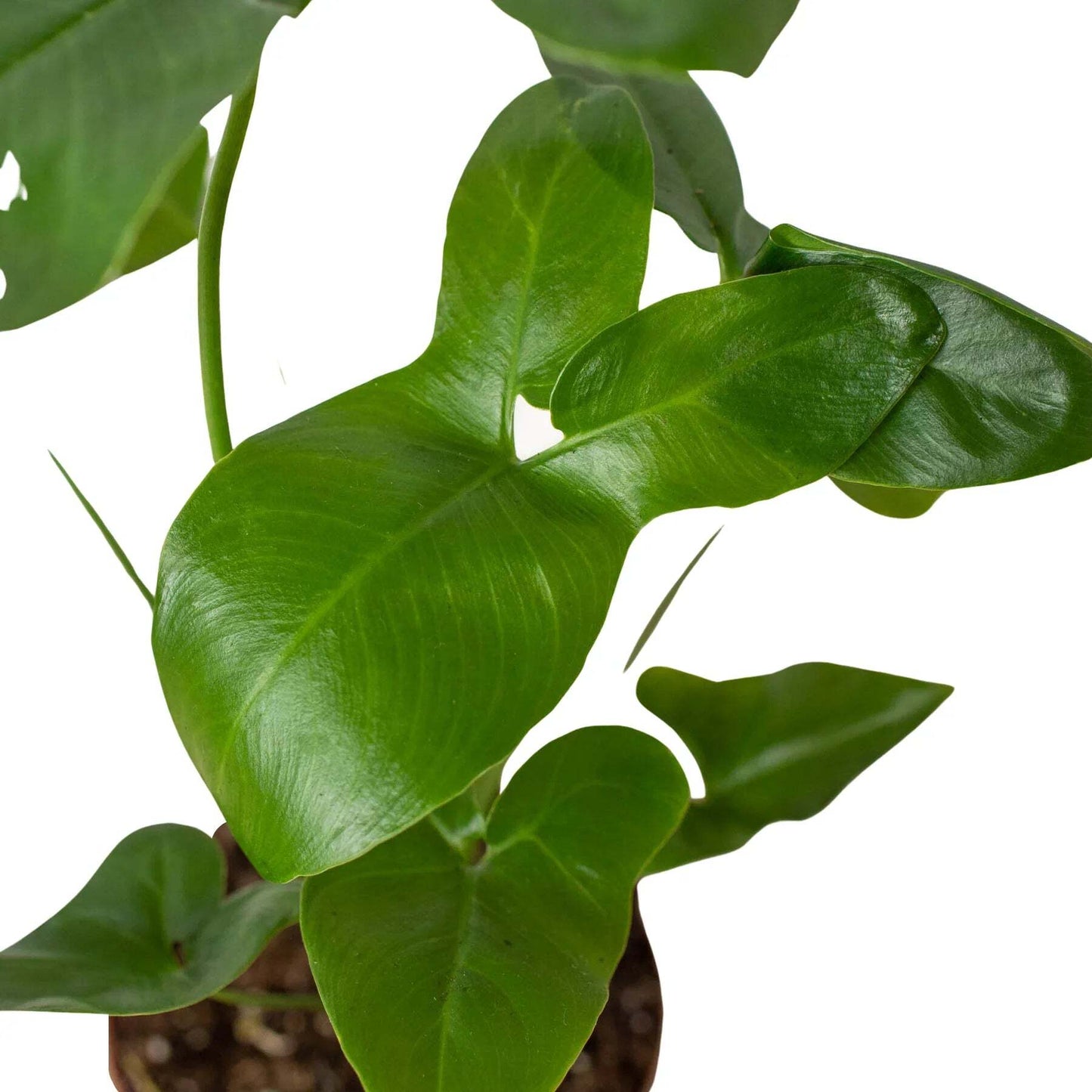 Philodendron 'Goeldii'-6" Pot