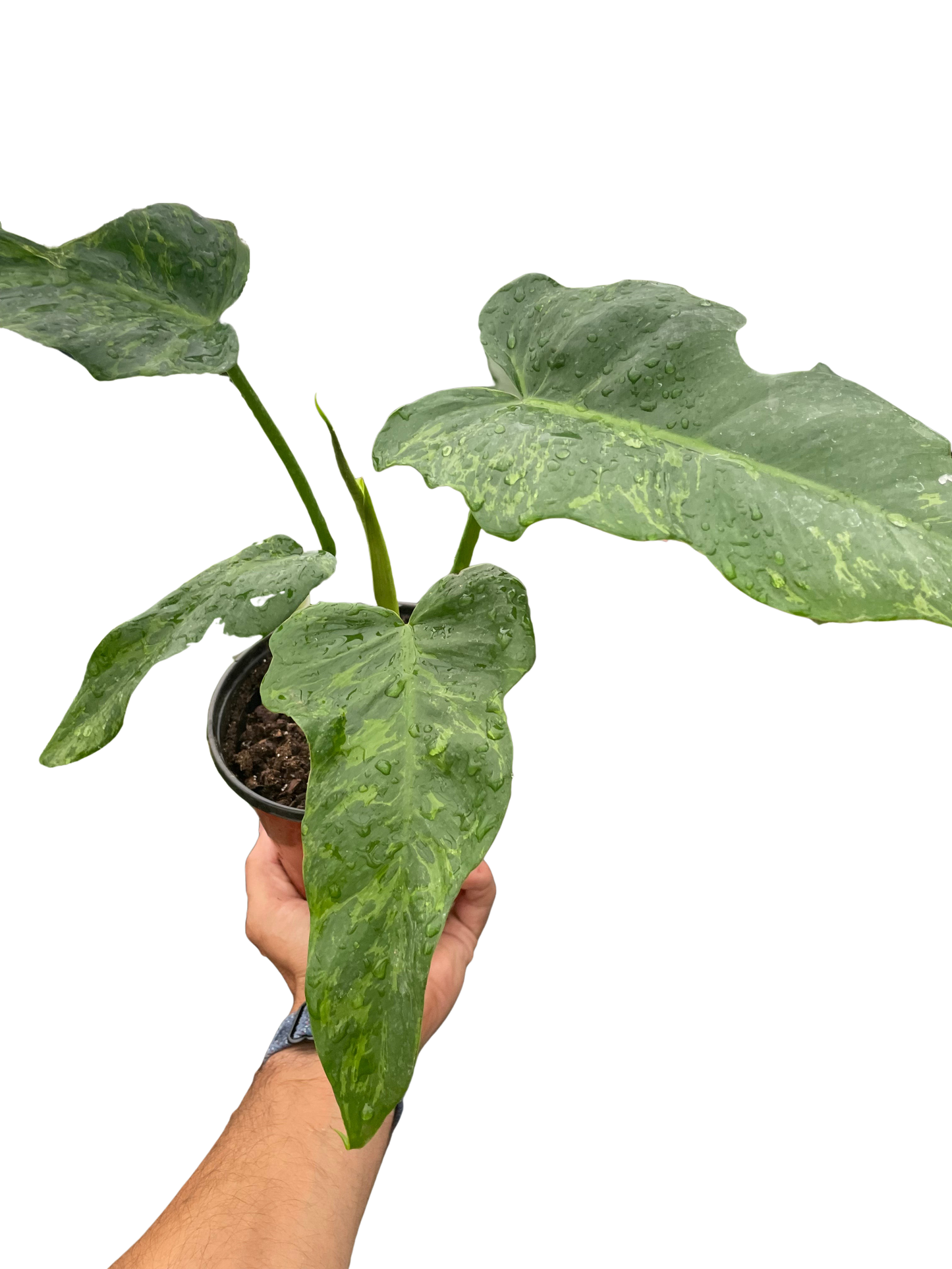 Philodendron 'Golden Dragon'-6" Pot