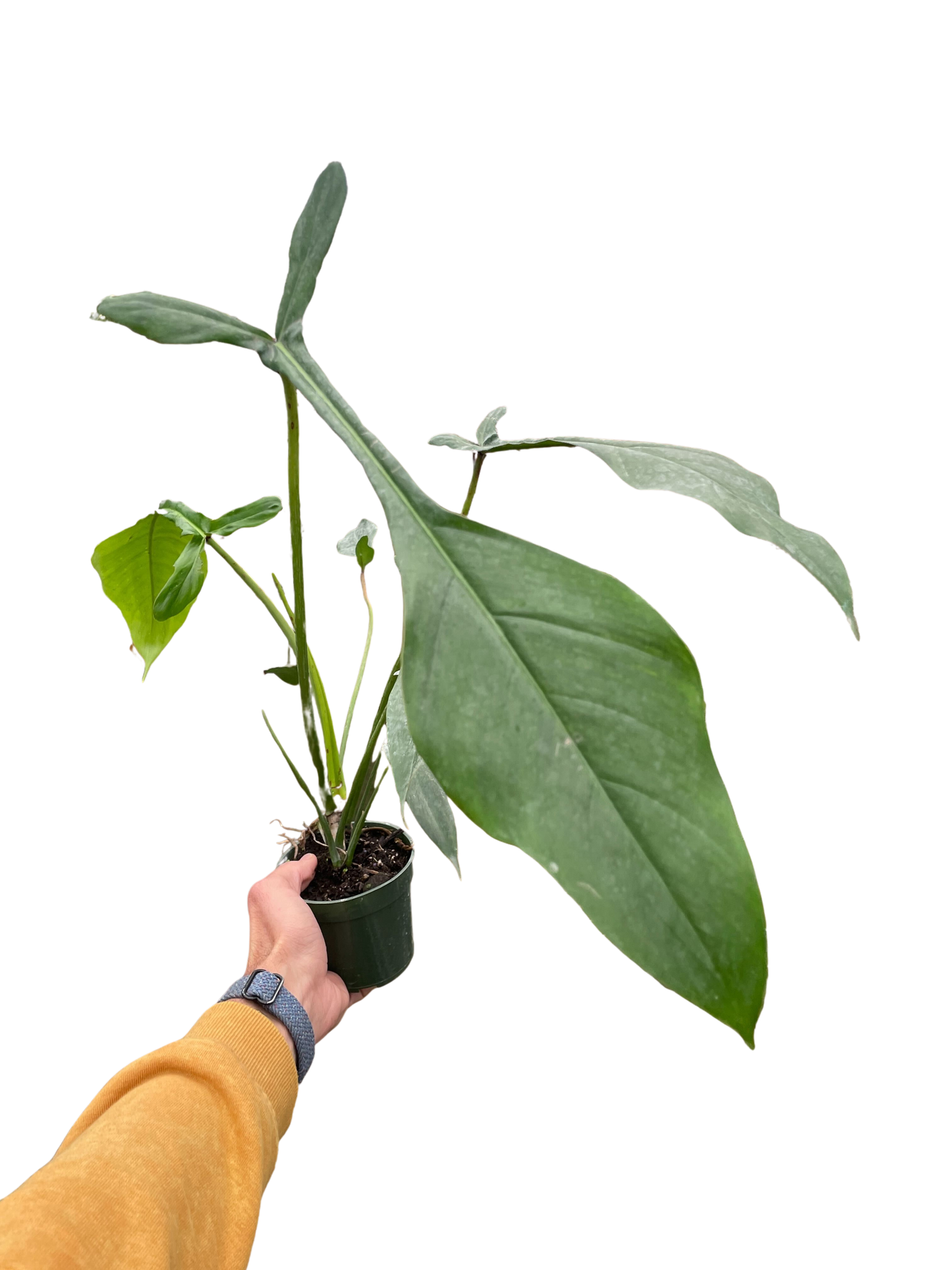 Philodendron 'Joepii'-6" Pot