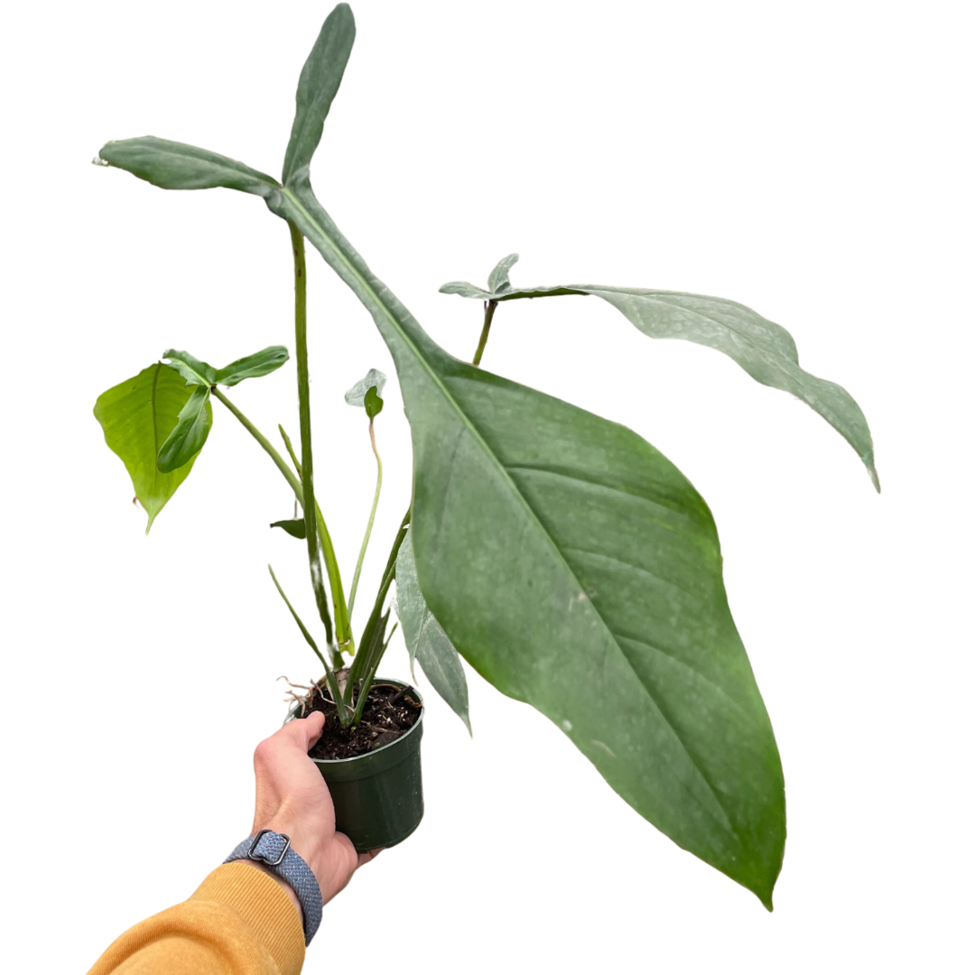 Philodendron 'Joepii'-6" Pot