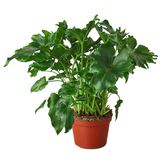 Philodendron 'Little Hope'-6" Pot