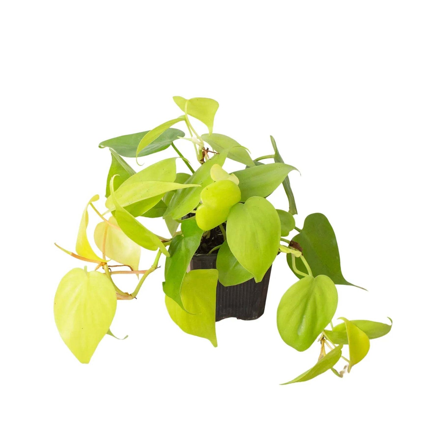 Philodendron 'Neon'-6" Pot