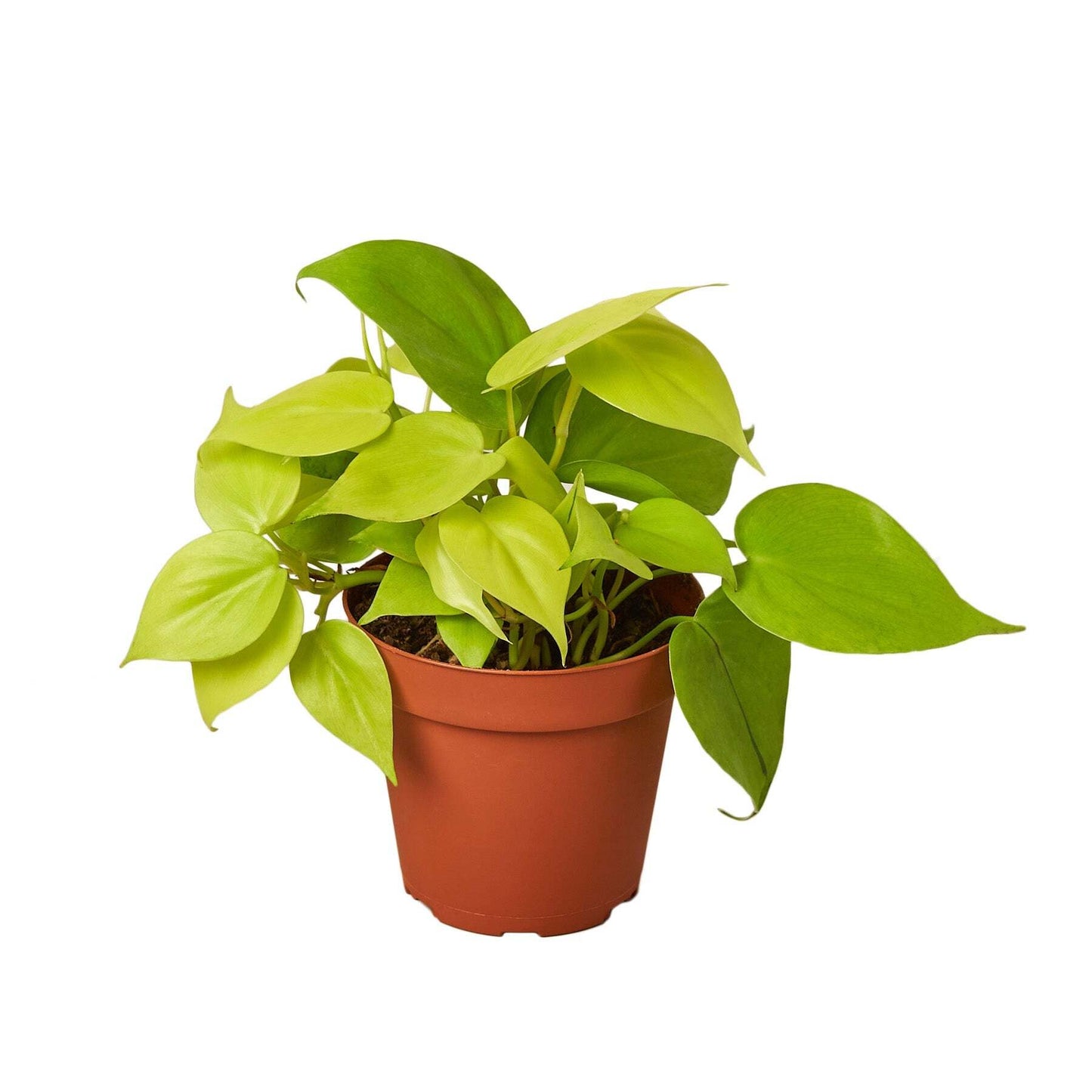 Philodendron 'Neon'-6" Pot