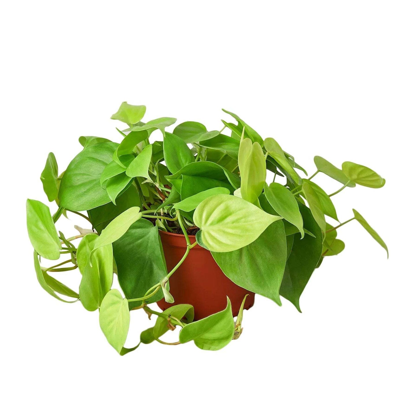 Philodendron 'Neon'-6" Pot