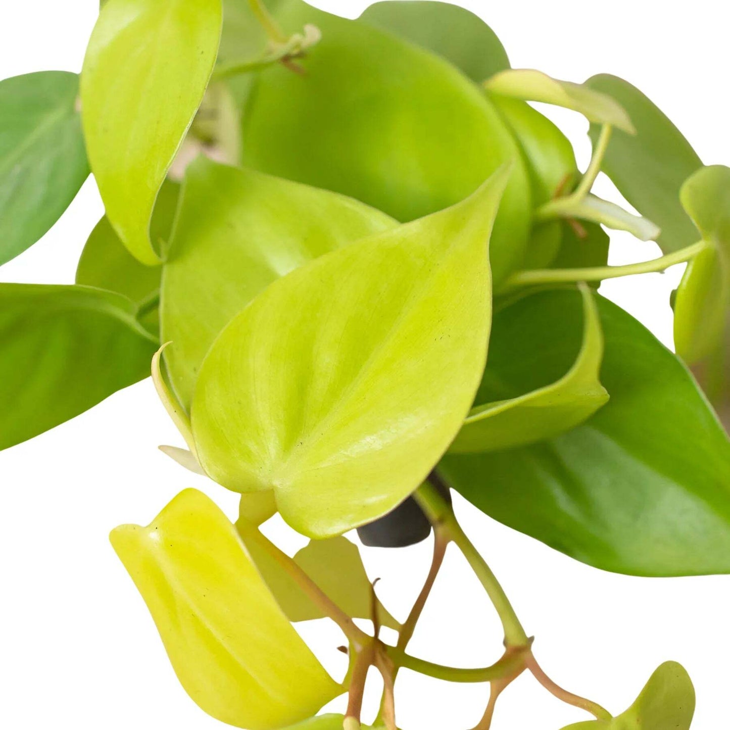 Philodendron 'Neon'-6" Pot