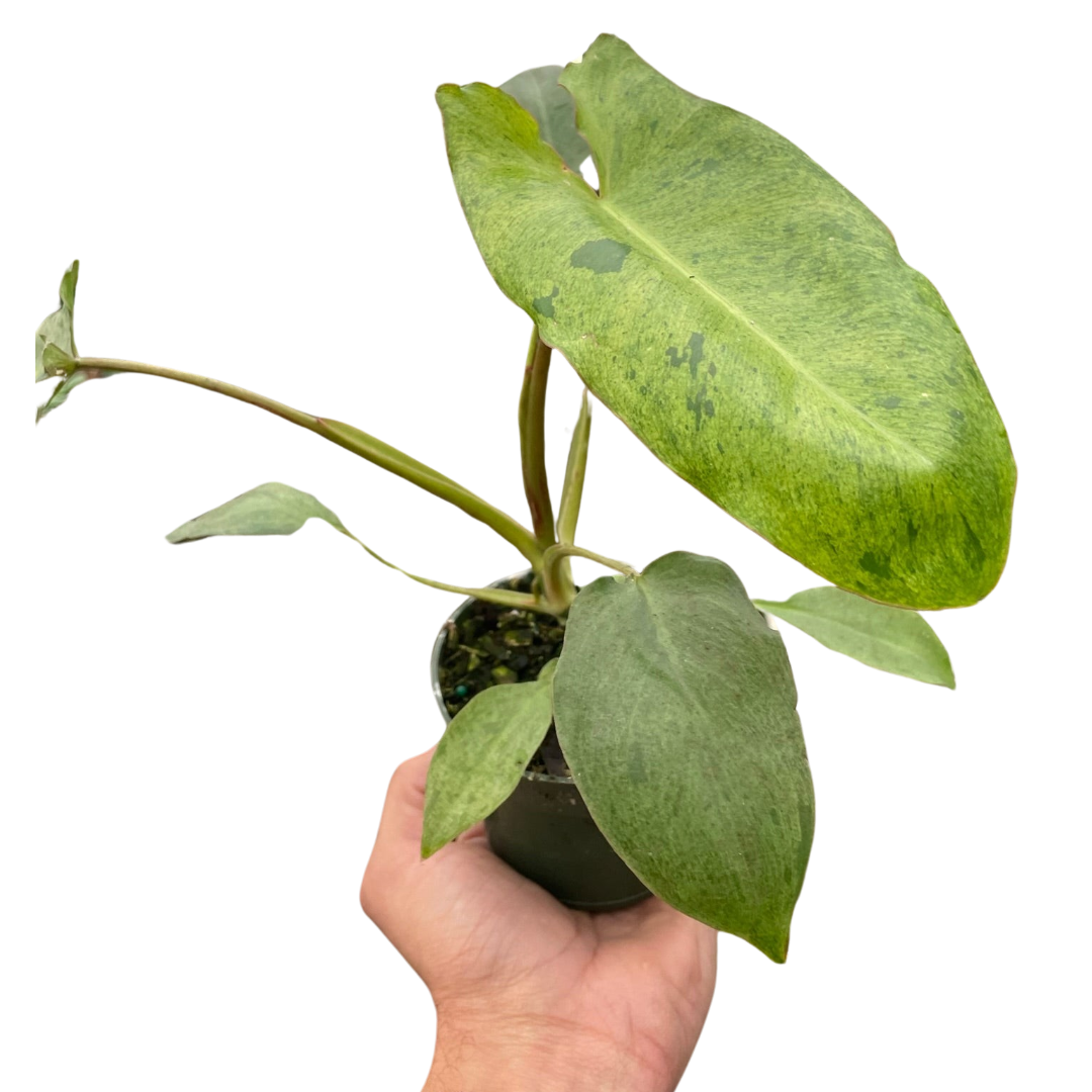 Philodendron 'Paraiso Verde'-6" Pot