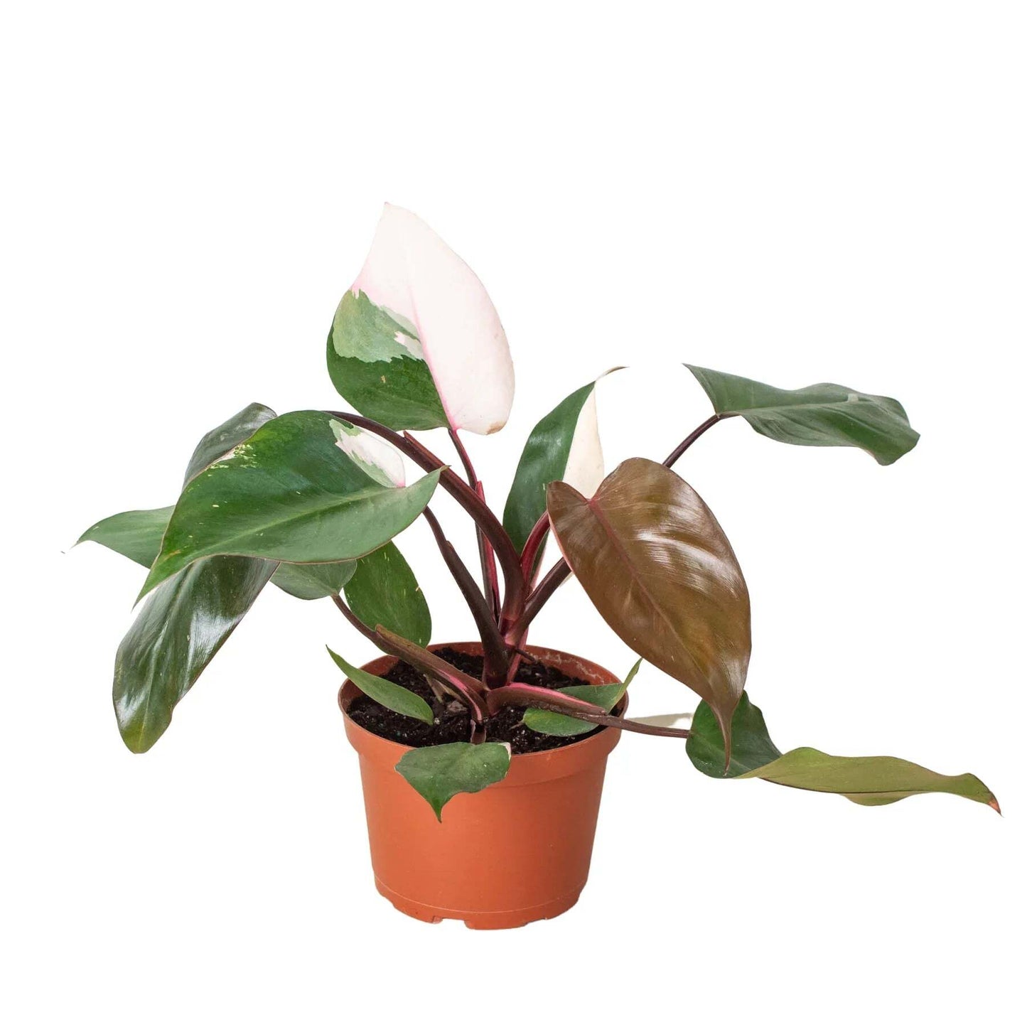 Philodendron 'Pink Princess'-6" Pot / Nursery Pot