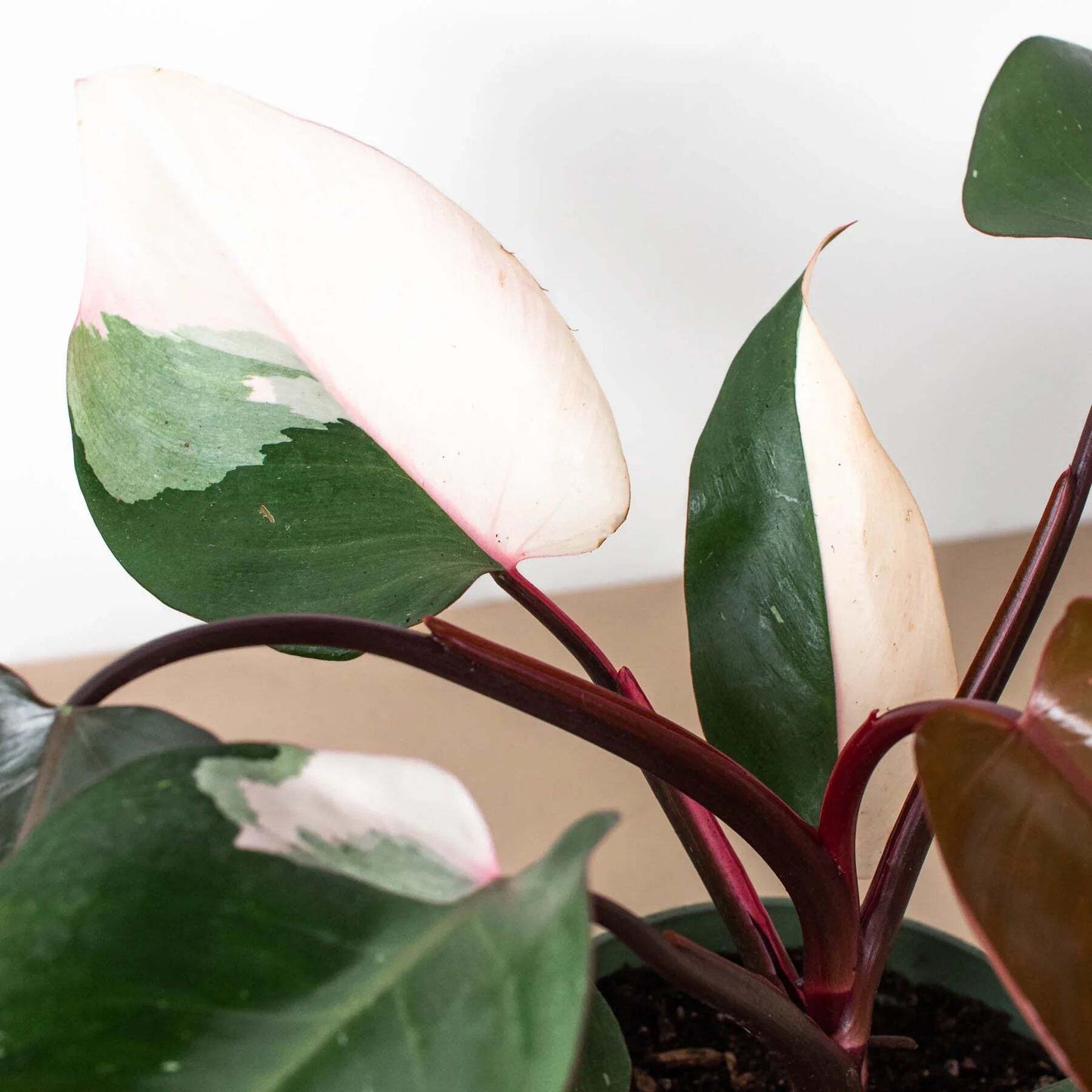 Philodendron 'Pink Princess'-6" Pot / Nursery Pot