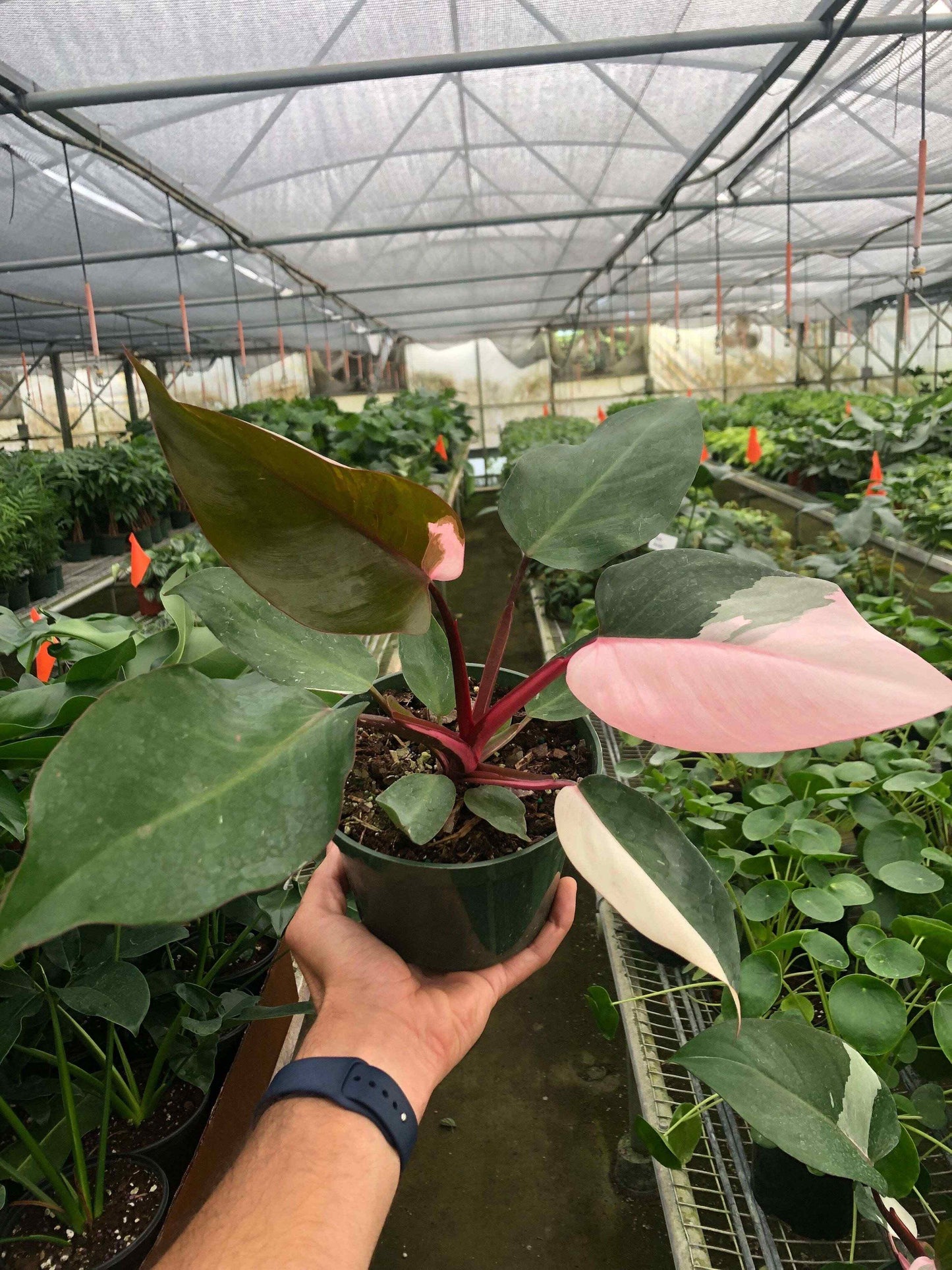 Philodendron 'Pink Princess'-6" Pot / Nursery Pot