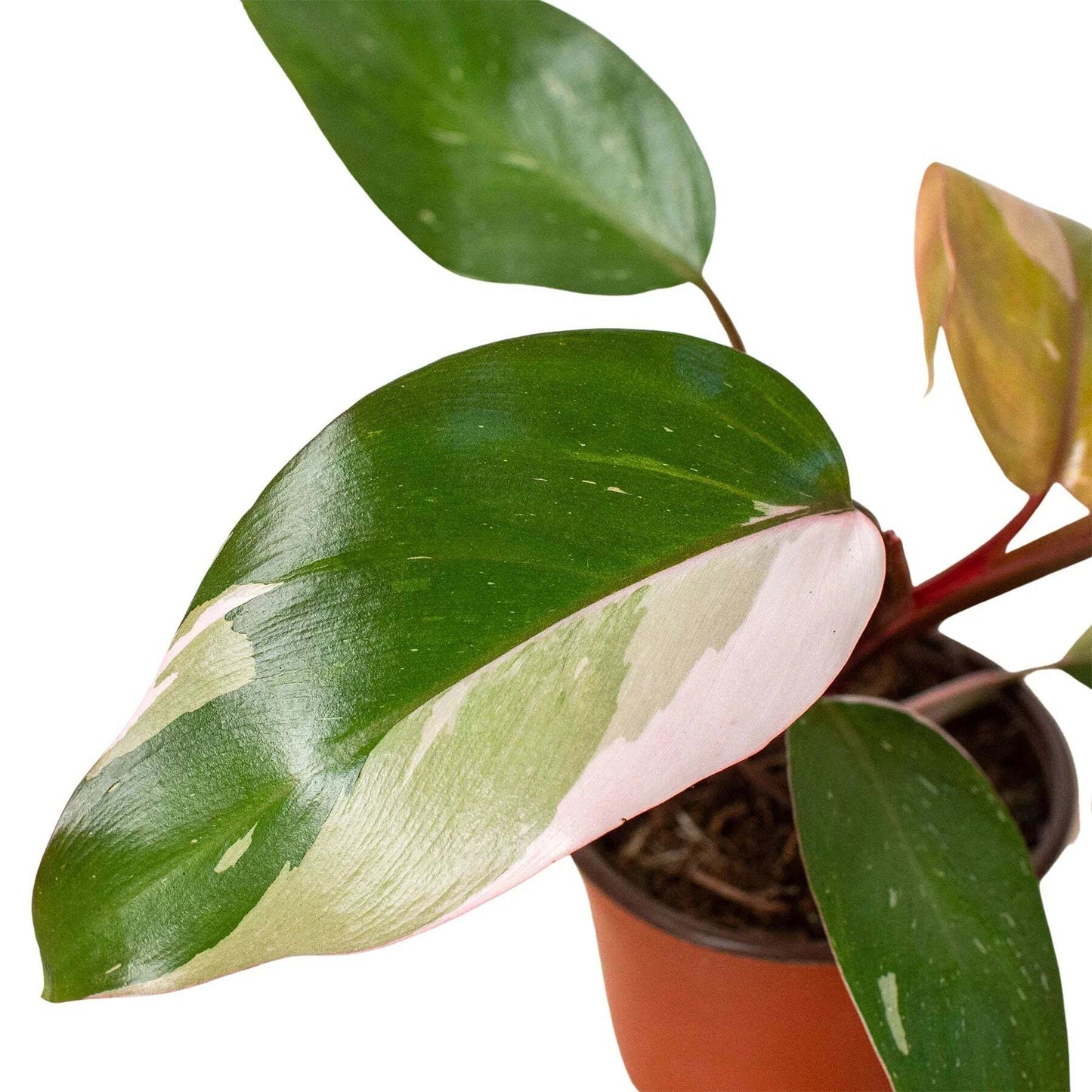 Philodendron 'Pink Princess'-6" Pot / Nursery Pot