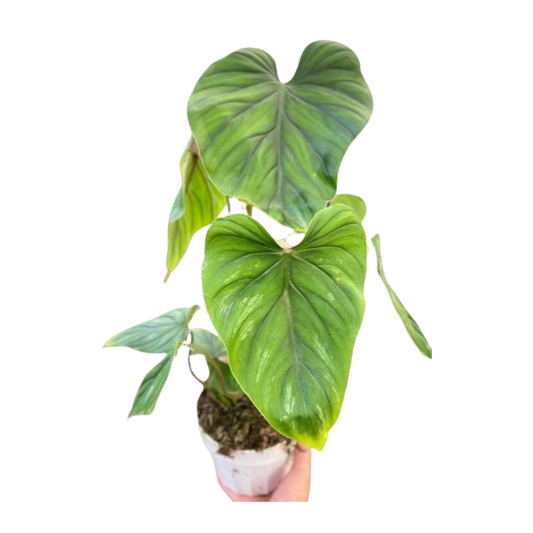 Philodendron PlowManii-6" Pot