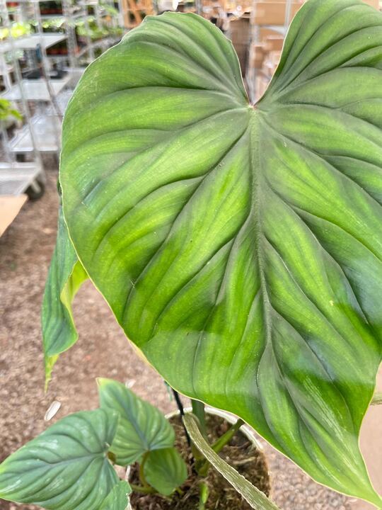 Philodendron PlowManii-6" Pot