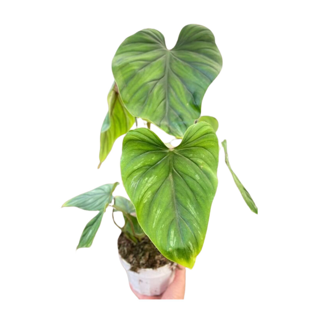 Philodendron PlowManii-6" Pot