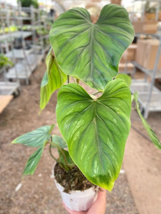 Philodendron PlowManii-6" Pot