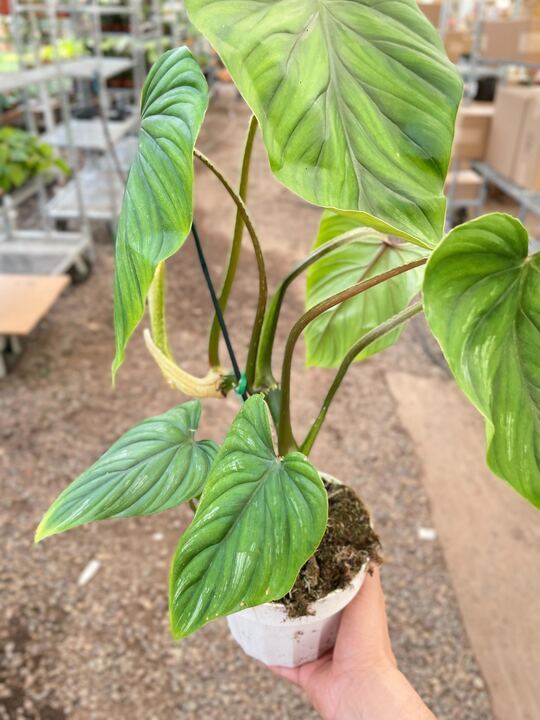 Philodendron PlowManii-6" Pot