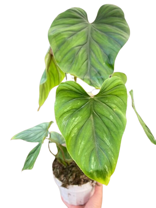 Philodendron PlowManii-6" Pot