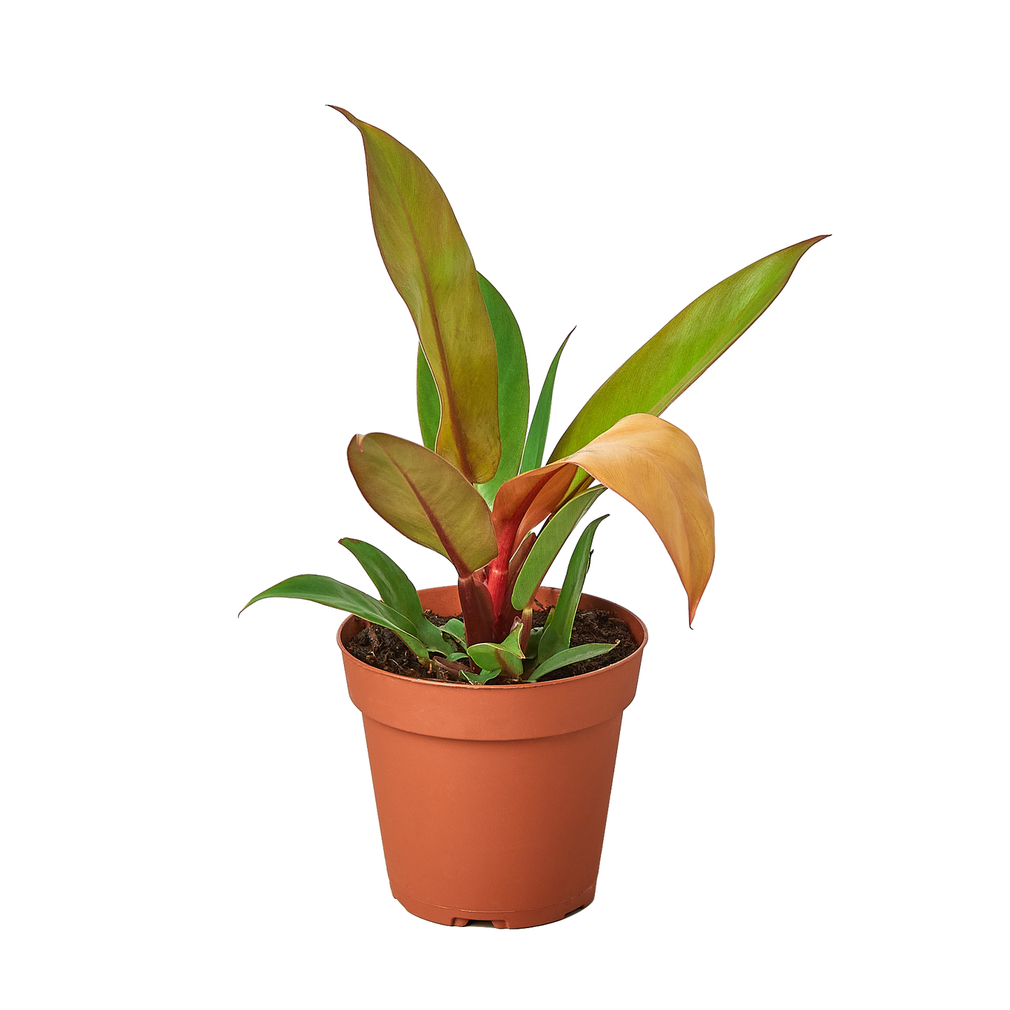 Philodendron 'Prince of Orange'-6" Pot