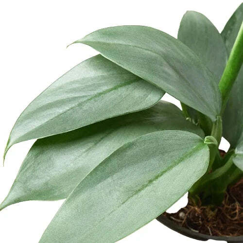 Philodendron 'Silver Sword'-6" Pot