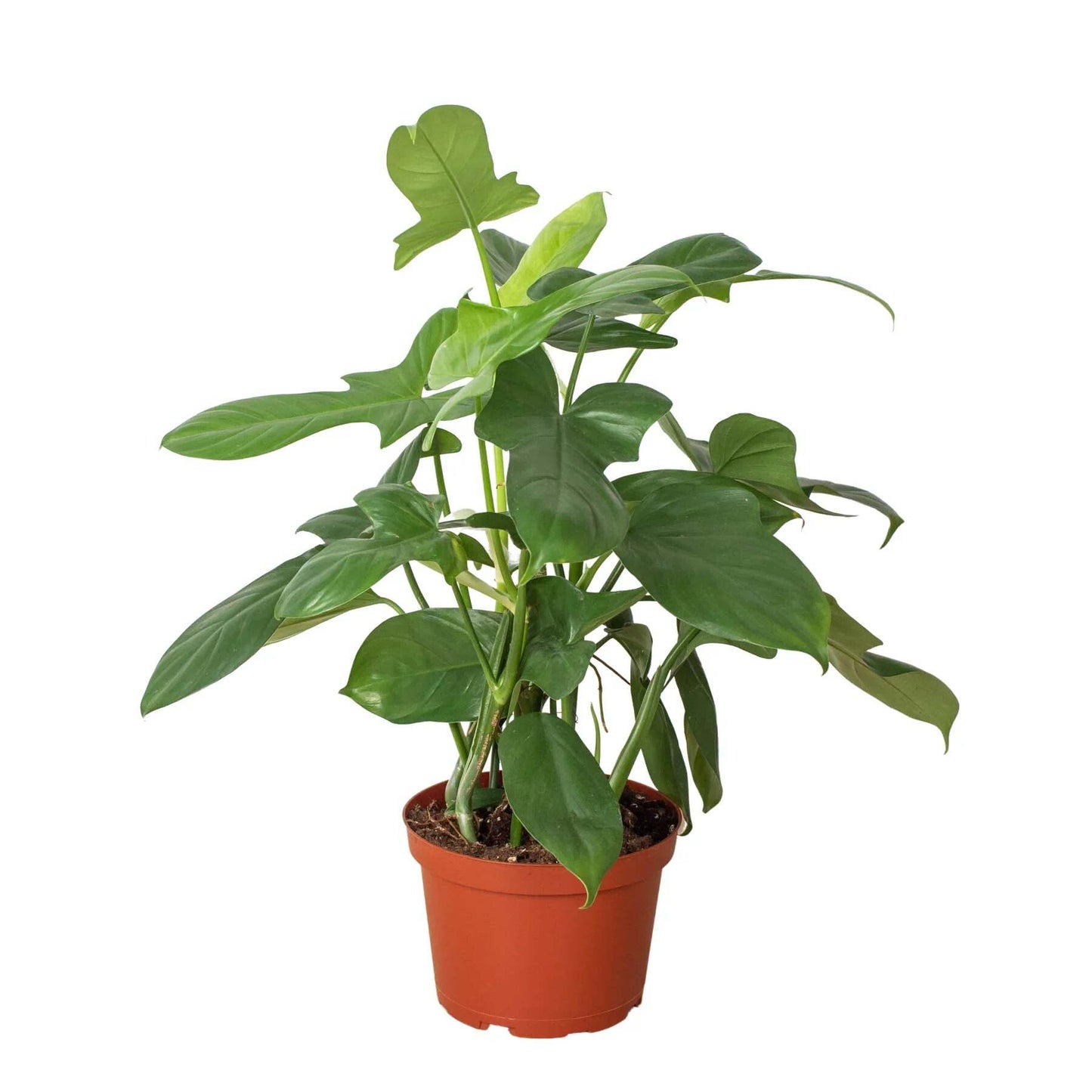 Philodendron 'Silver Sword'-6" Pot