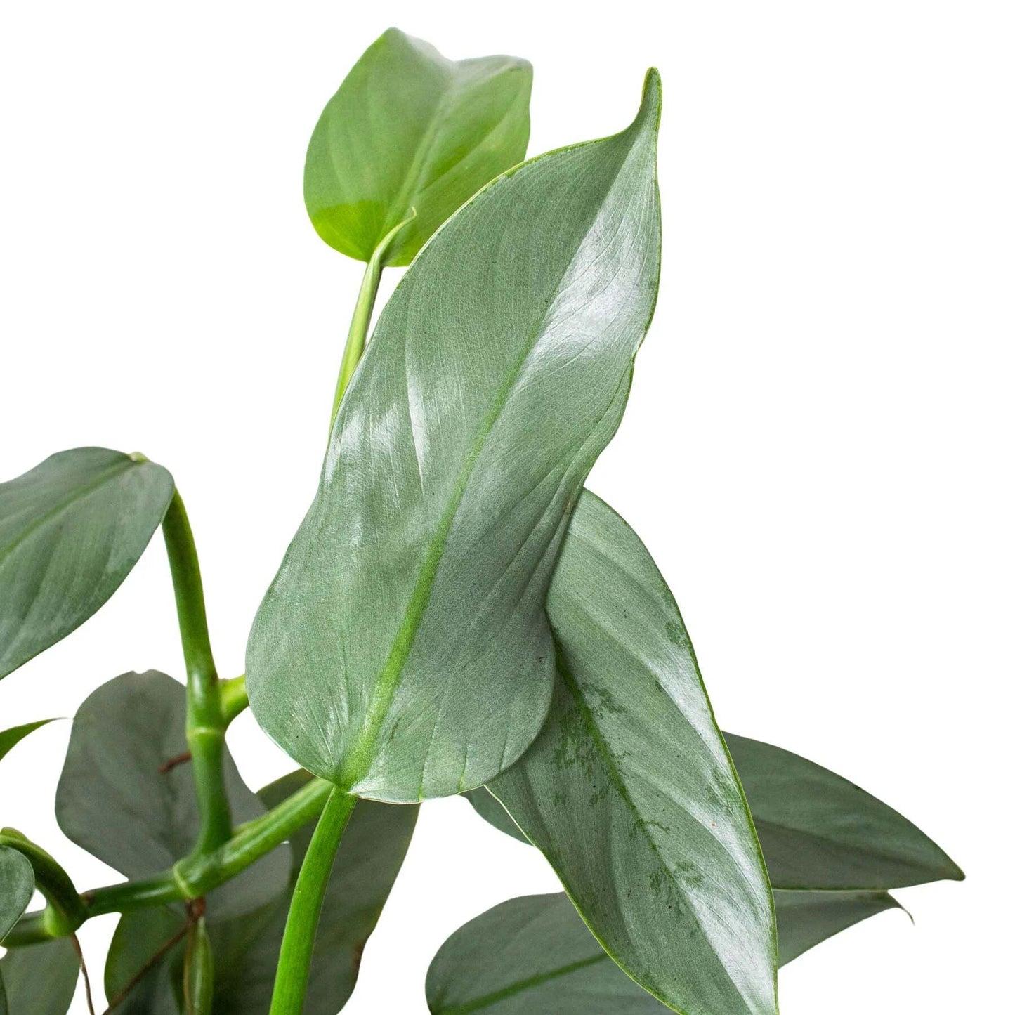 Philodendron 'Silver Sword'-6" Pot