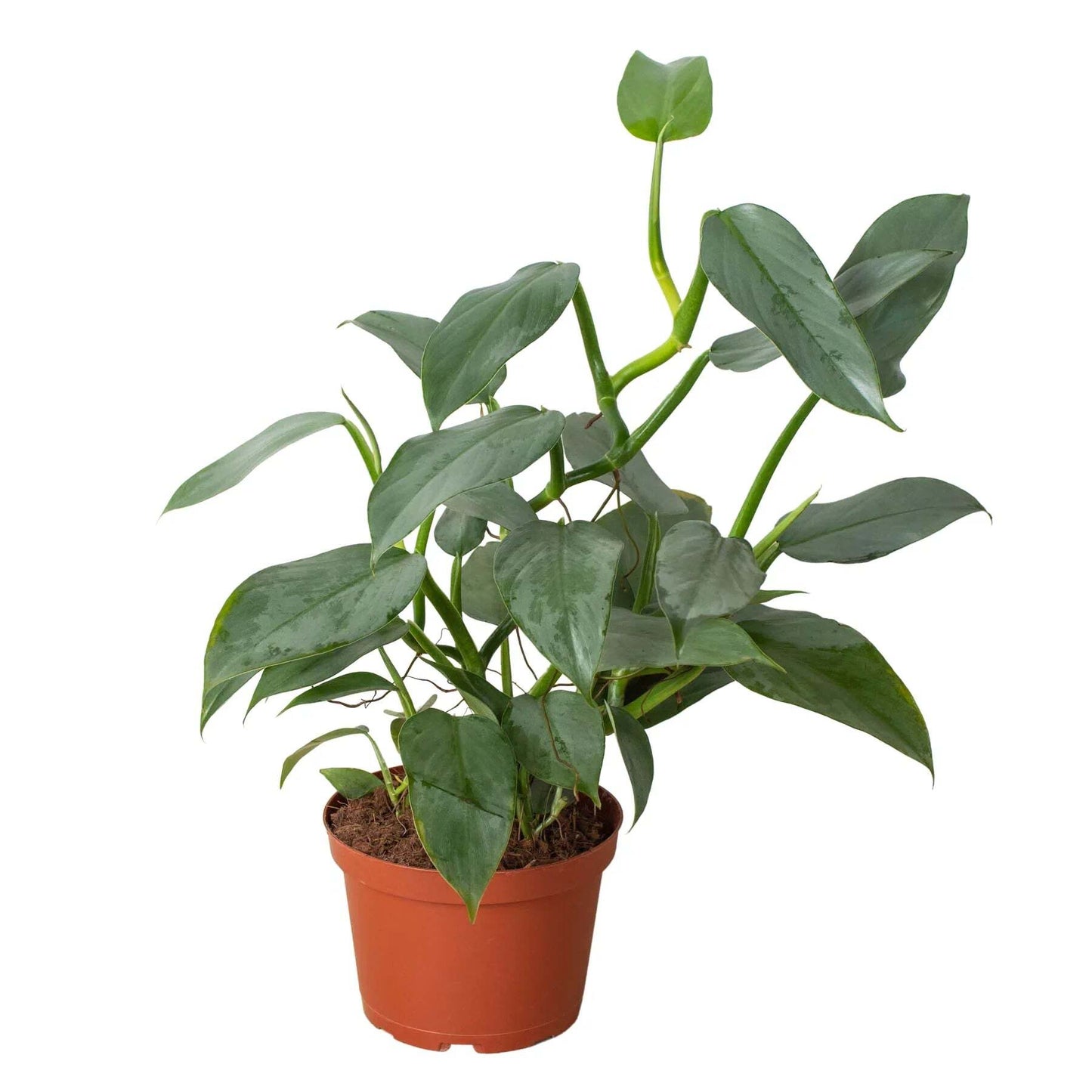 Philodendron 'Silver Sword'-6" Pot