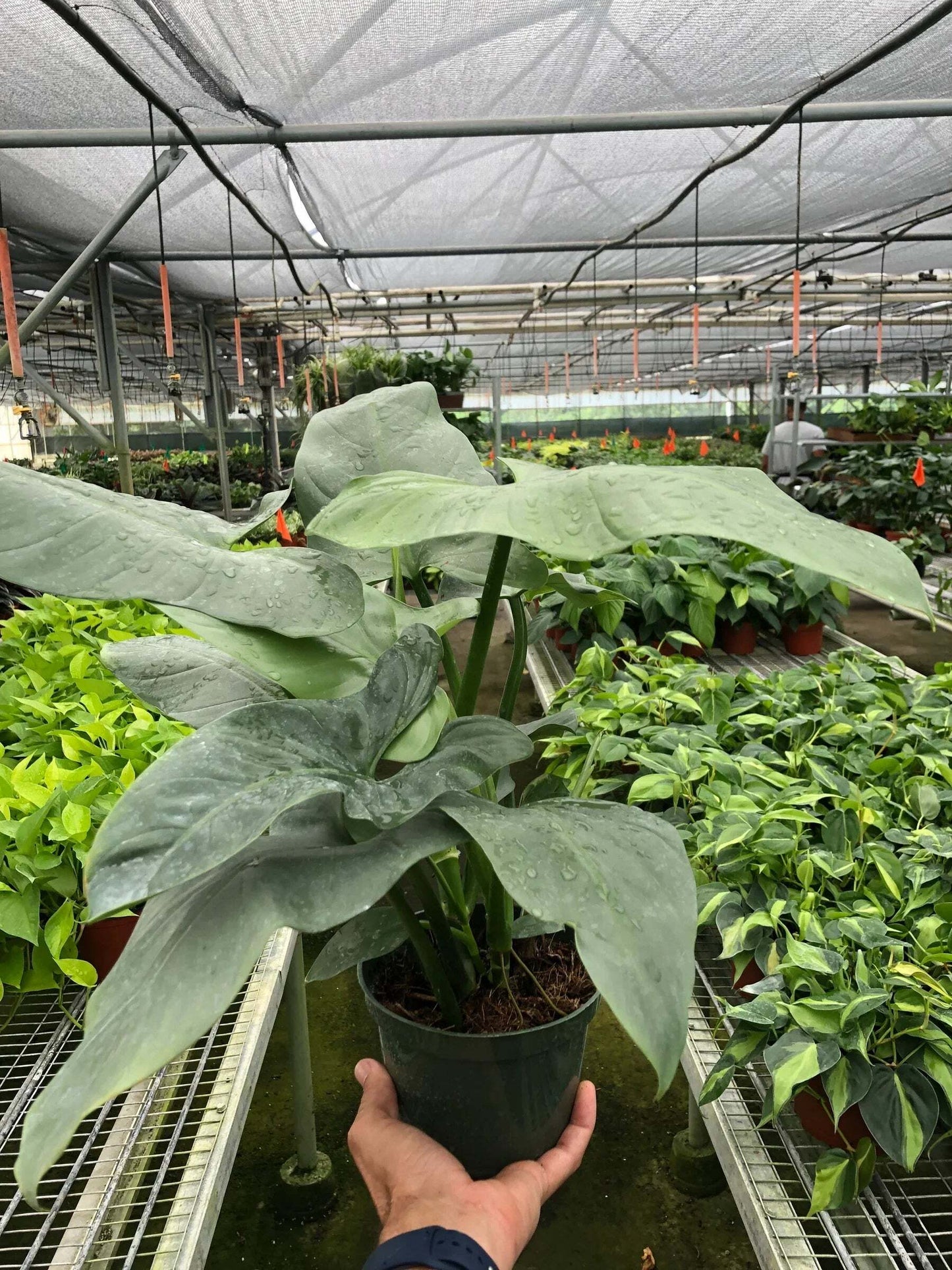 Philodendron 'Silver Sword'-6" Pot