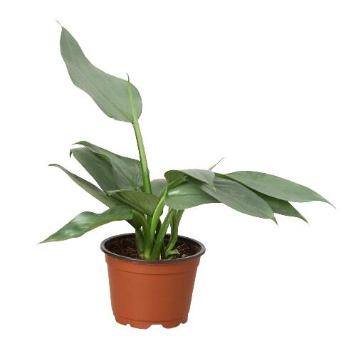 Philodendron 'Silver Sword'-6" Pot