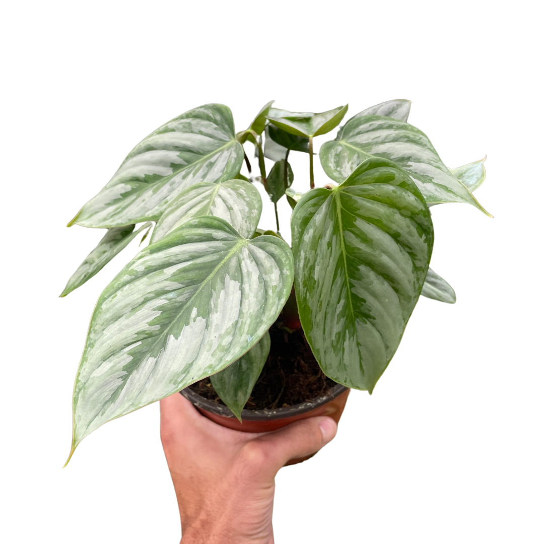 Philodendron 'Sodiroi'-6" Pot