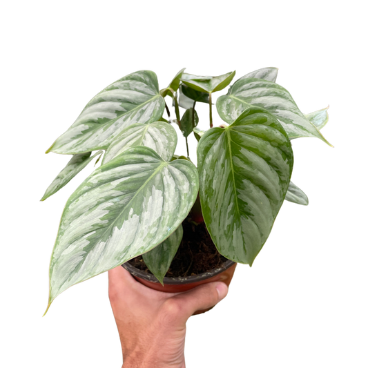 Philodendron 'Sodiroi'-6" Pot