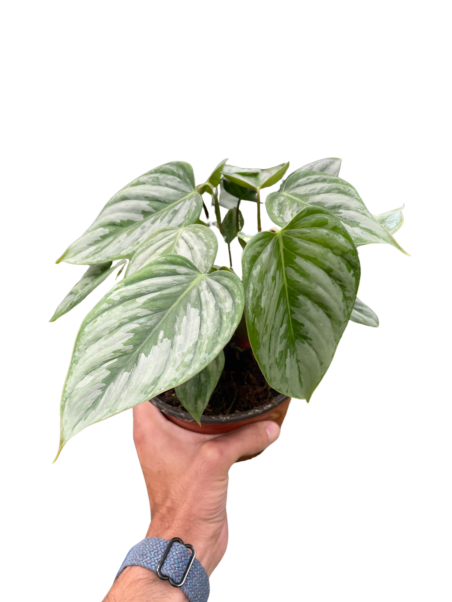 Philodendron 'Sodiroi'-6" Pot