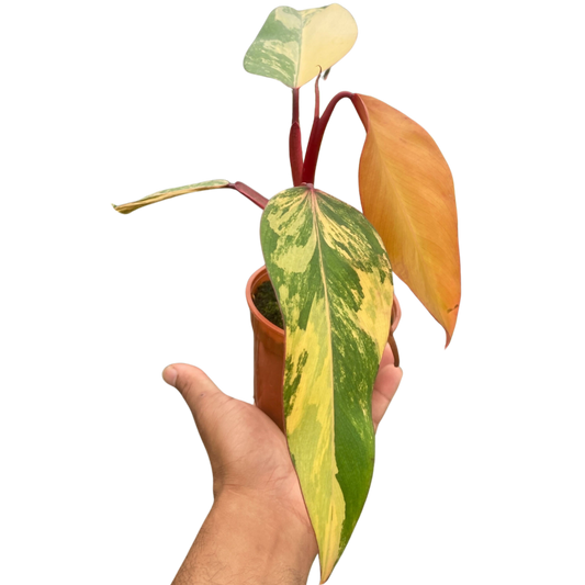 Philodendron 'Strawberry Shake'-6" Pot