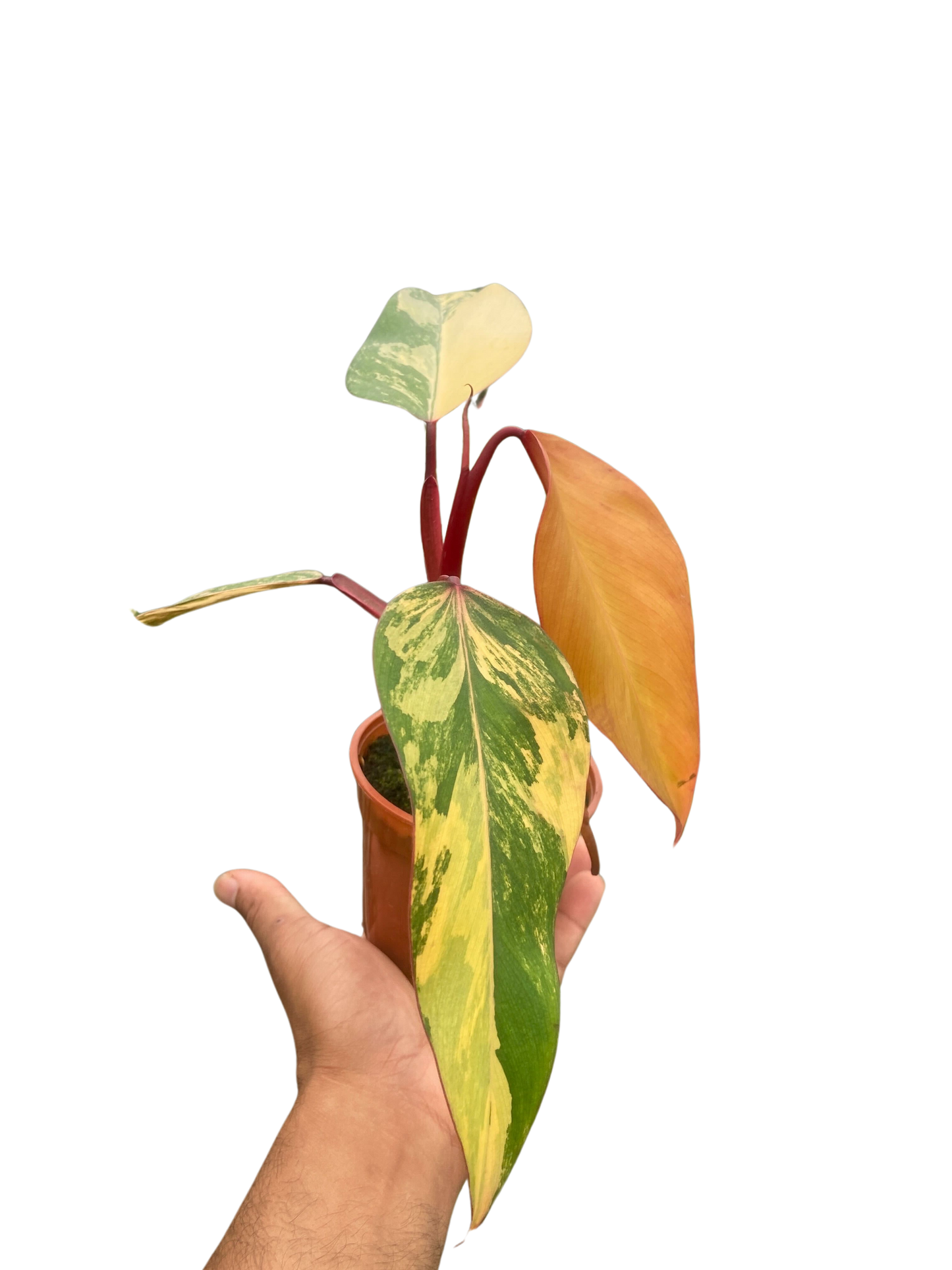 Philodendron 'Strawberry Shake'-6" Pot