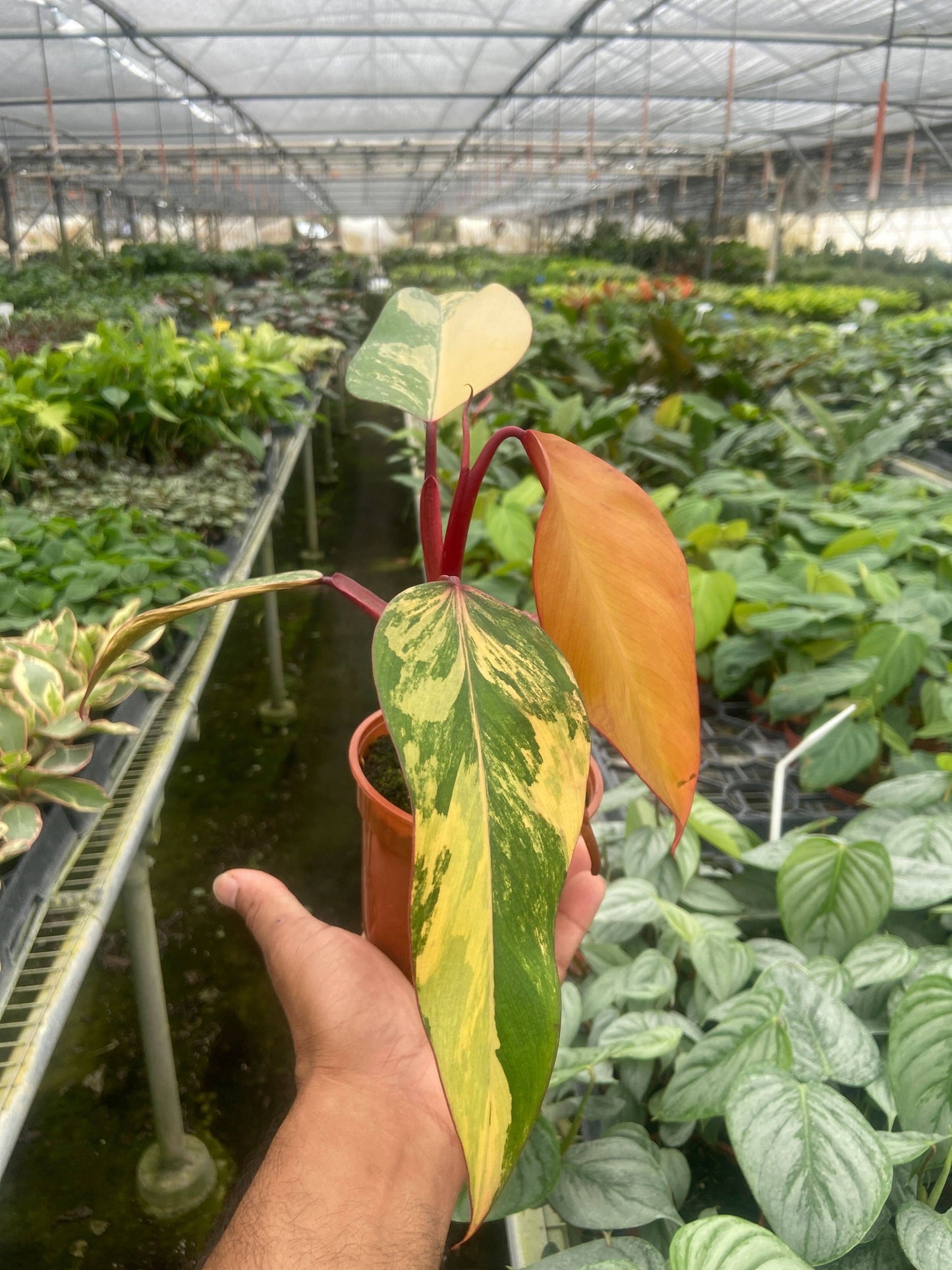 Philodendron 'Strawberry Shake'-6" Pot