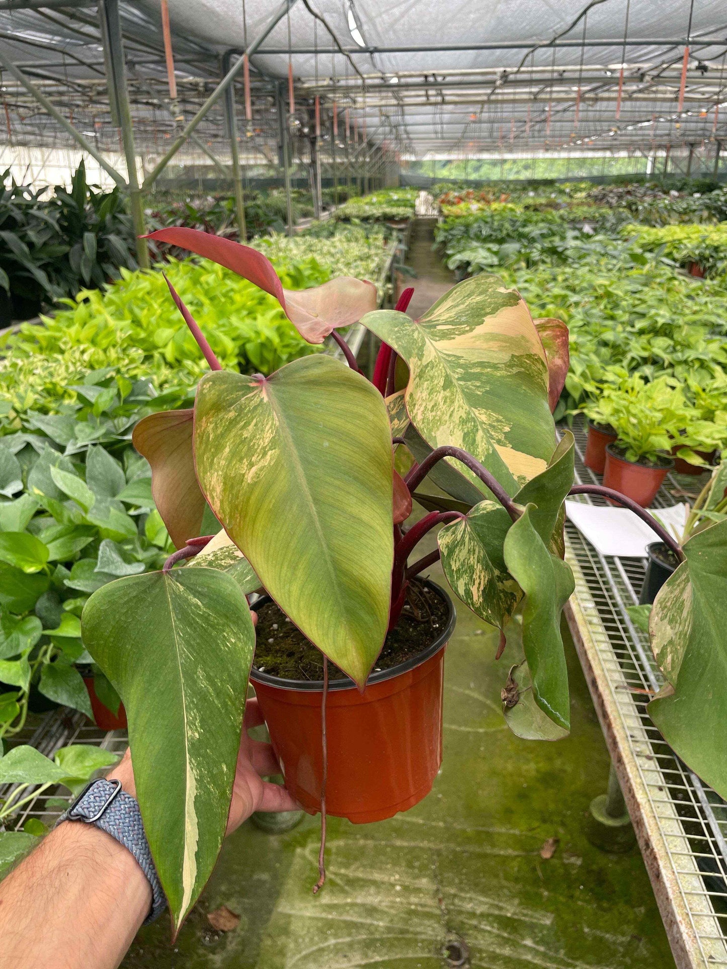 Philodendron 'Strawberry Shake'-6" Pot